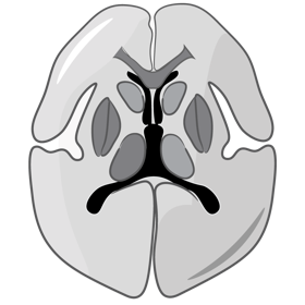 Neurology CME Course