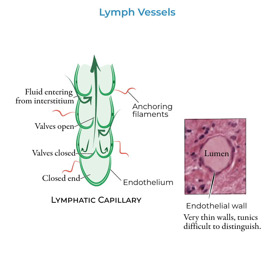 Lymphatic Vessels