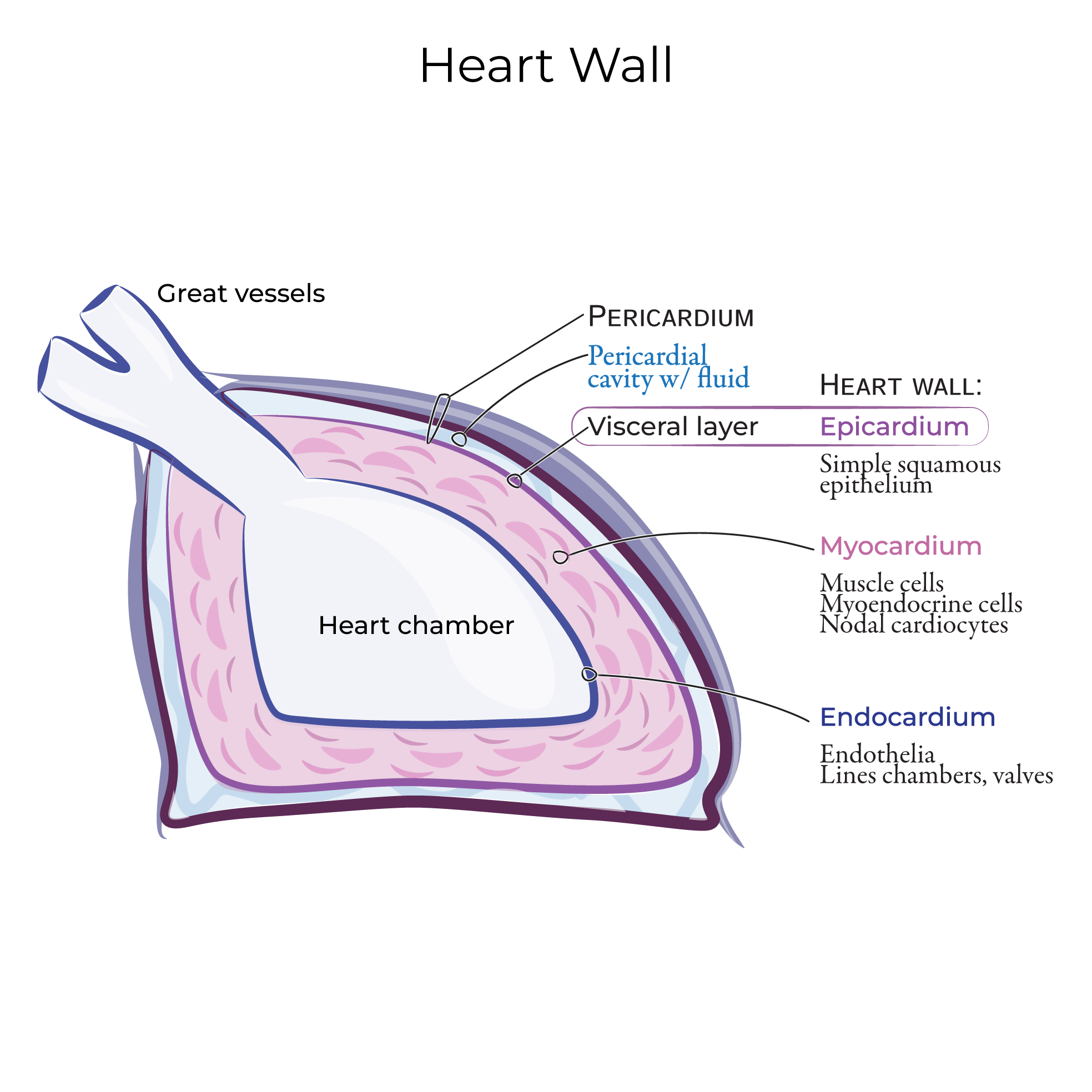 Heart Wall Histology. Epicardium, myocardium, endocardium