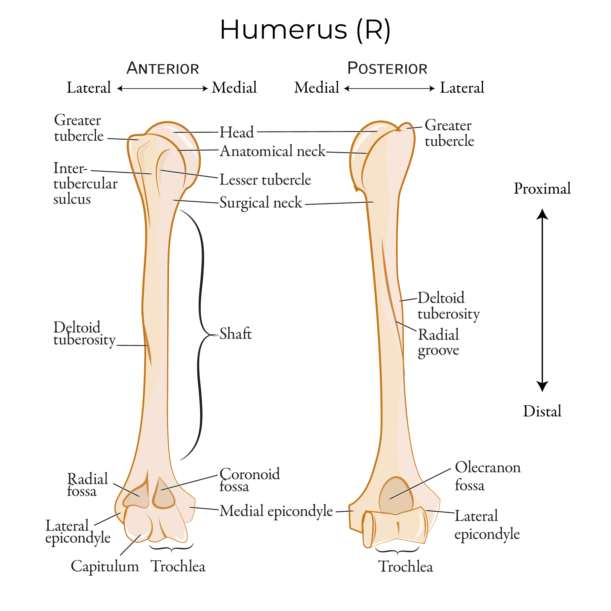 Humerus anatomy, tubercle, deltoid tuberosity