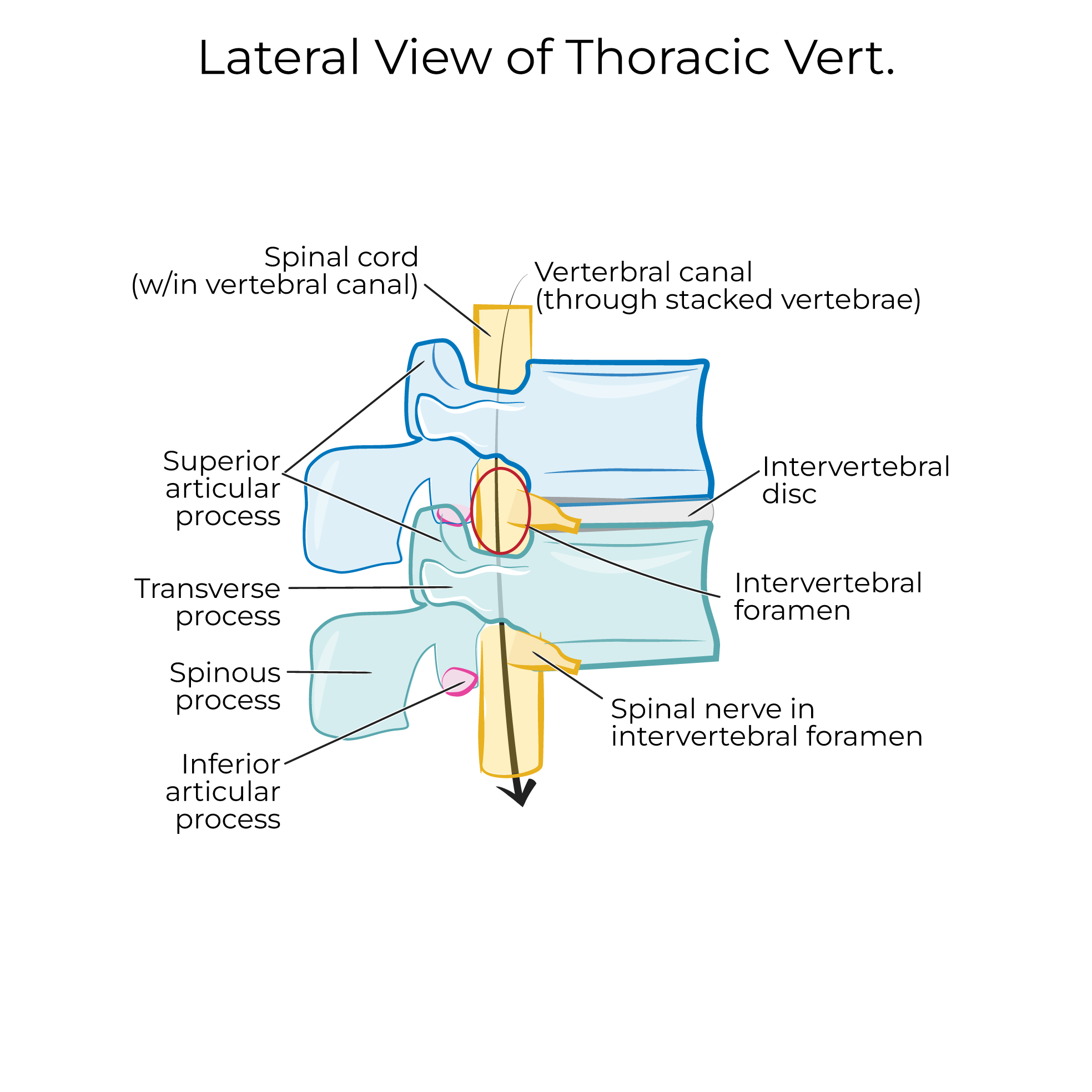 Vertebral Column, intervertebral disc