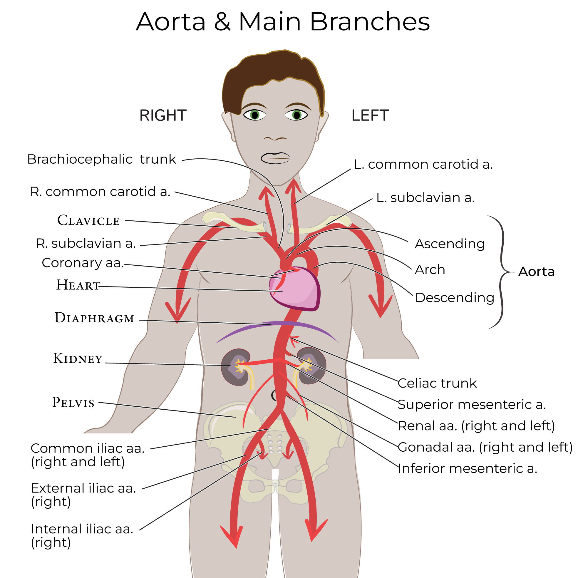 Aorta and aortic branches