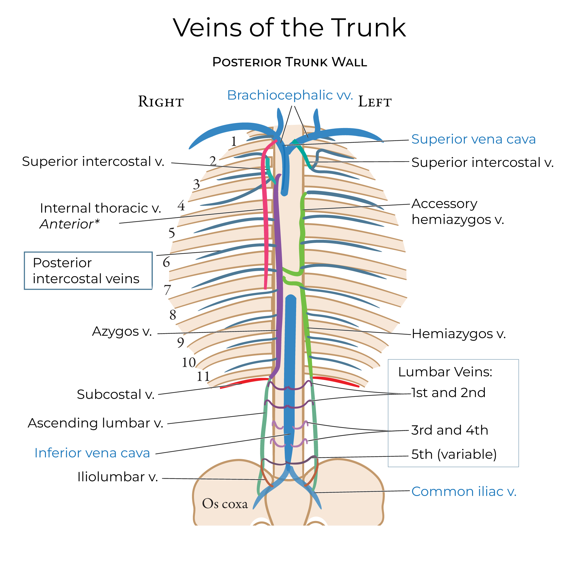 veins of the trunk, azygos vein, hemiazygos vein, lumbar veins