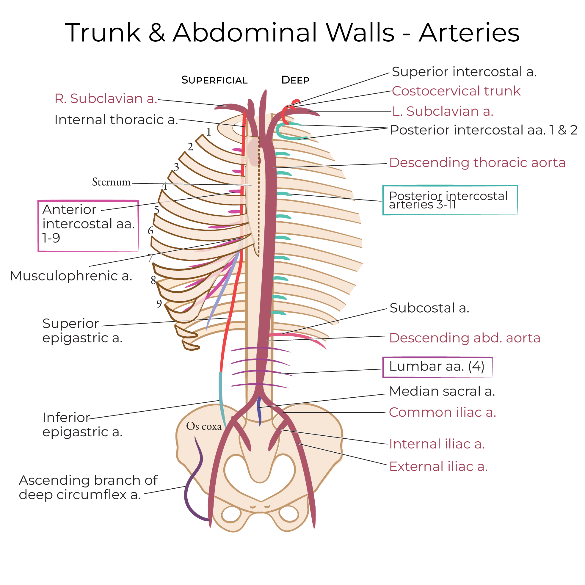 arteries of the thorax