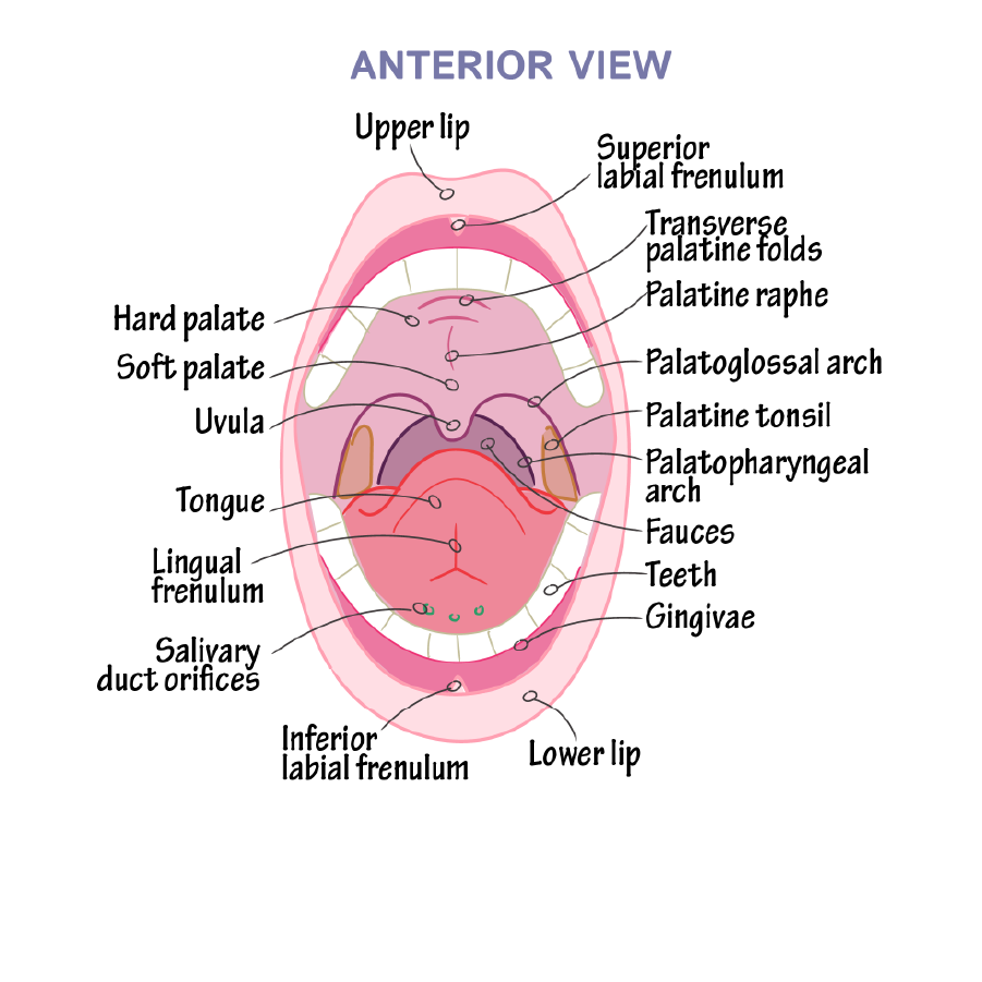 Oral Cavity anatomy, mouth anatomy, oral anatomy