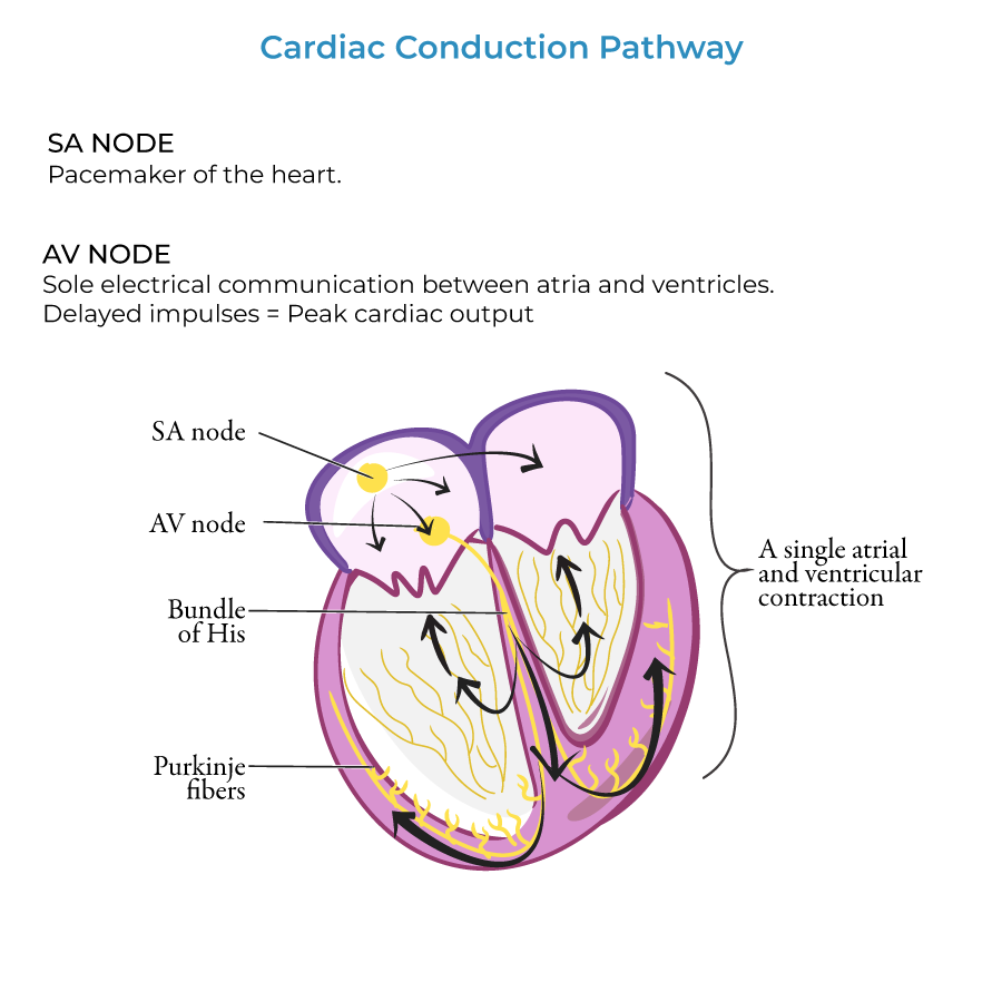 Cardiac Conduction Pathway