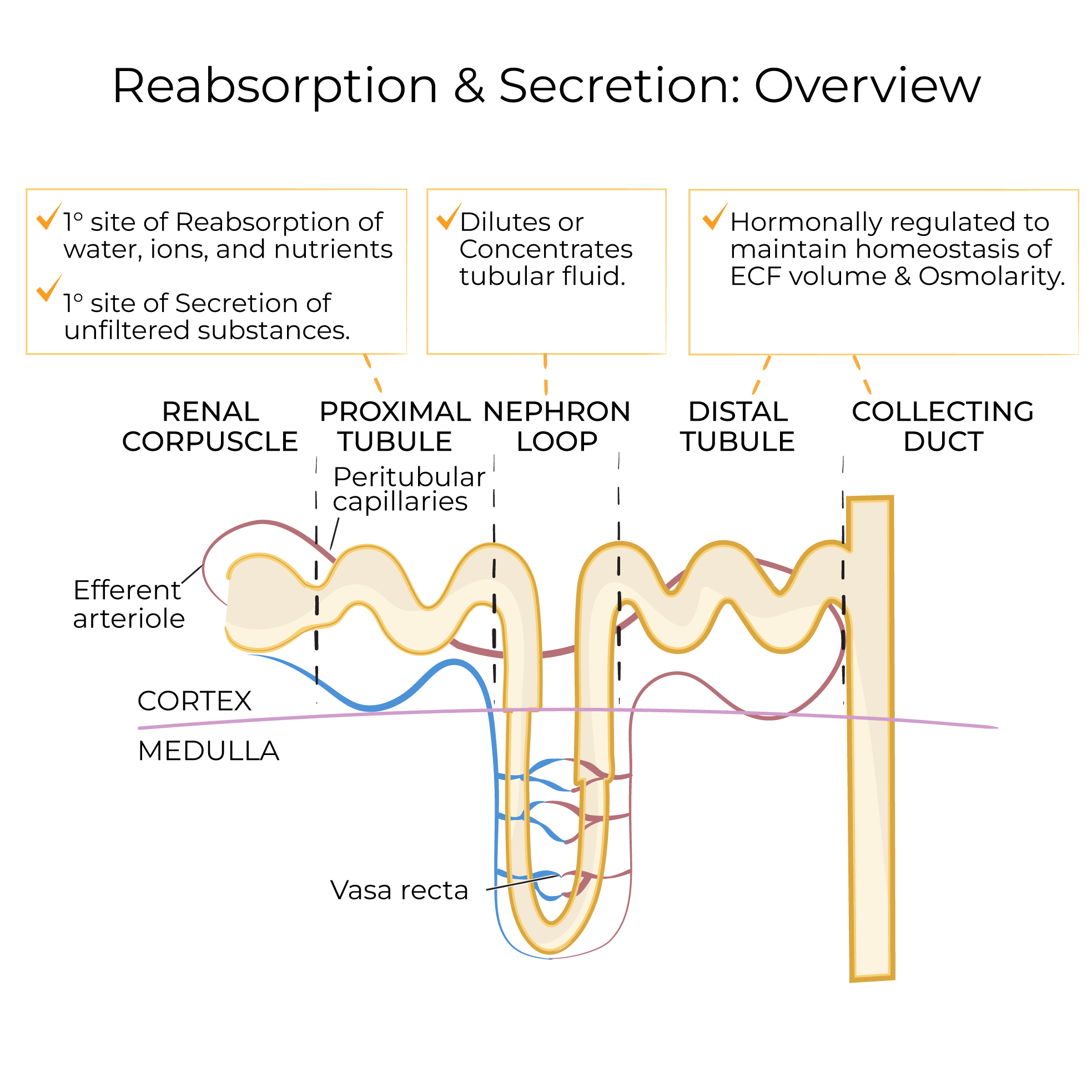 Nephron Reabsorption & Secretion