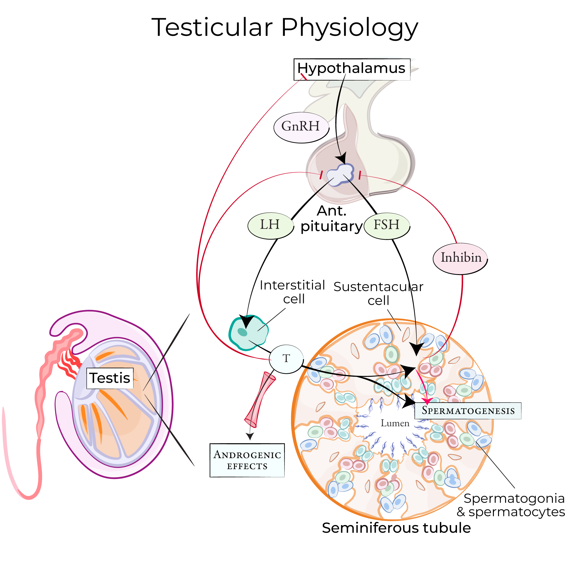 Testicular physiology, testosterone physiology, male reproductive physiology