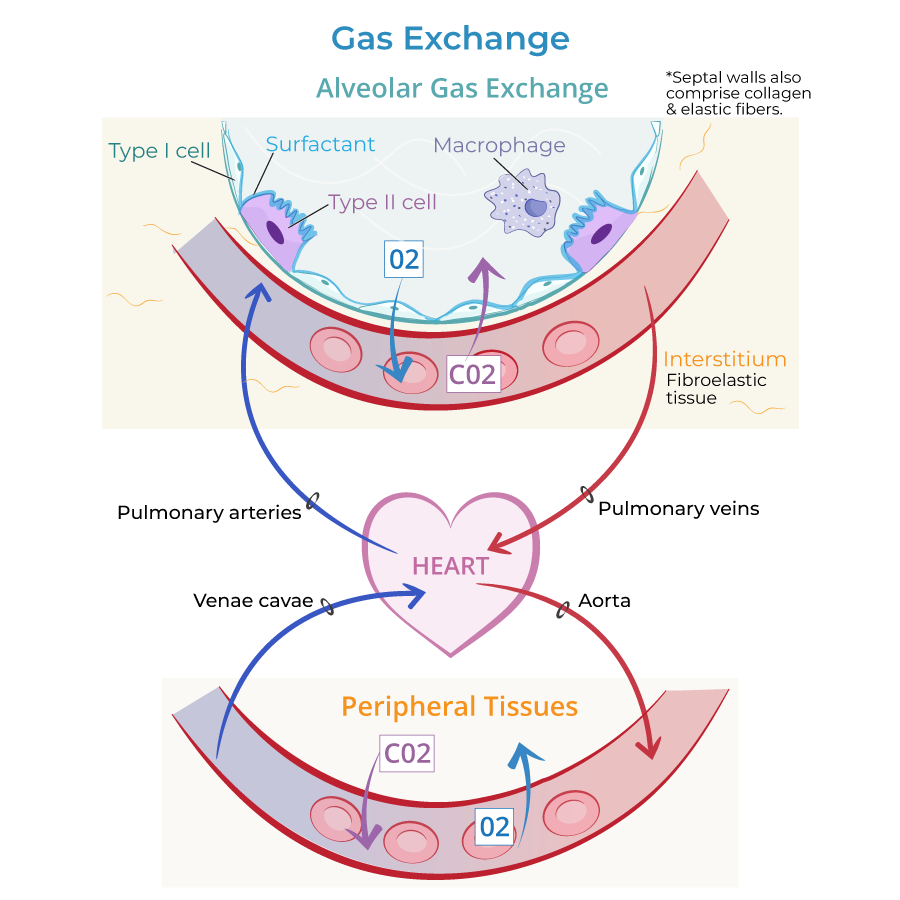 gas exchange alveoli