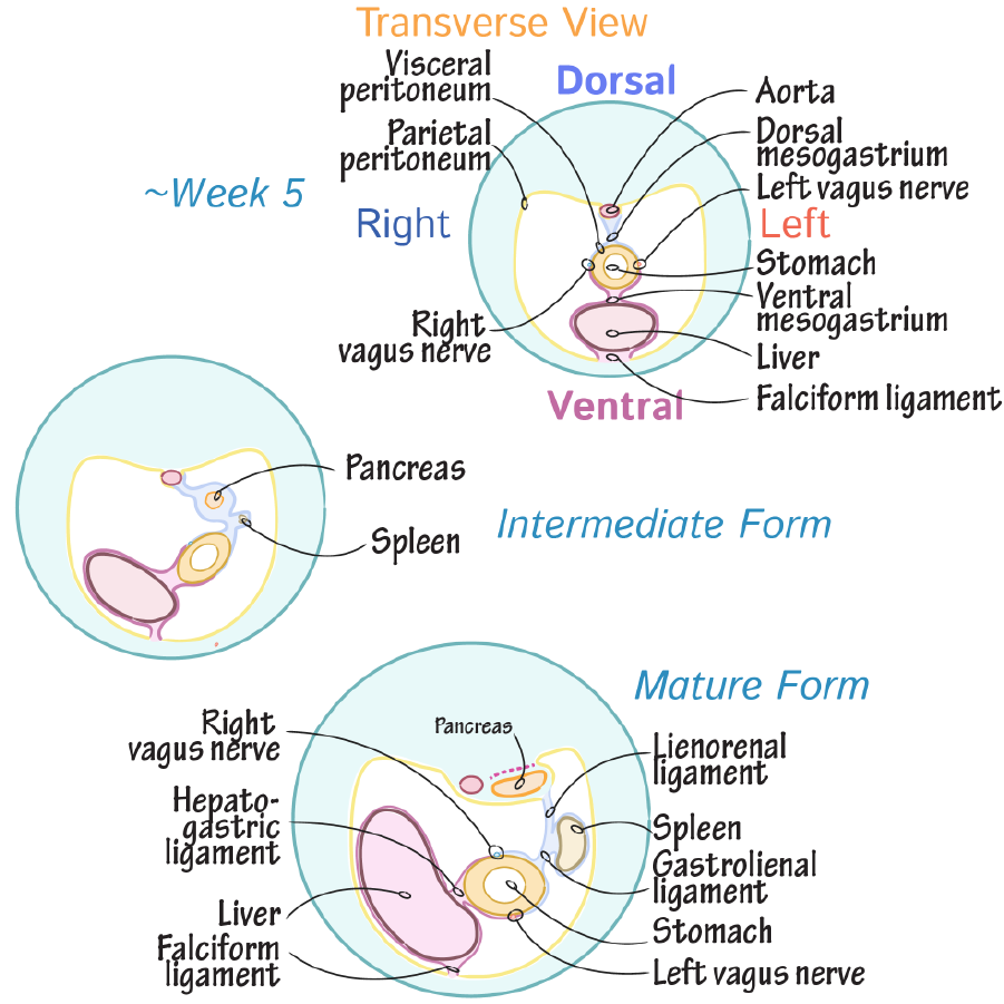 body cavities