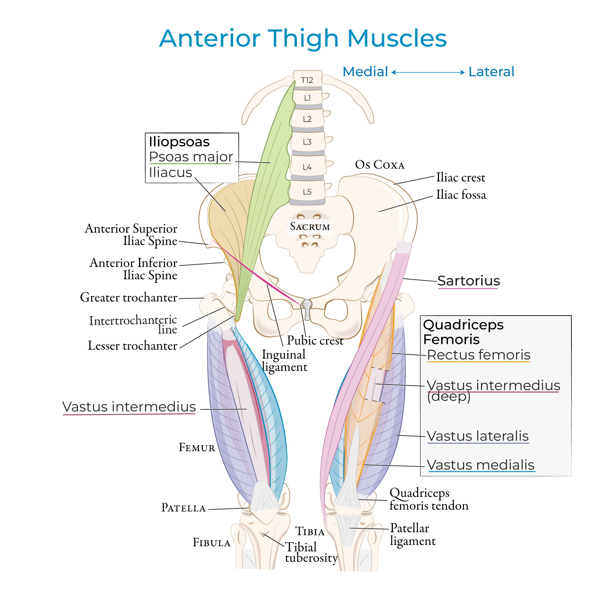 Anterior Lower Leg Diagram Anterior Lower Leg Diagram
