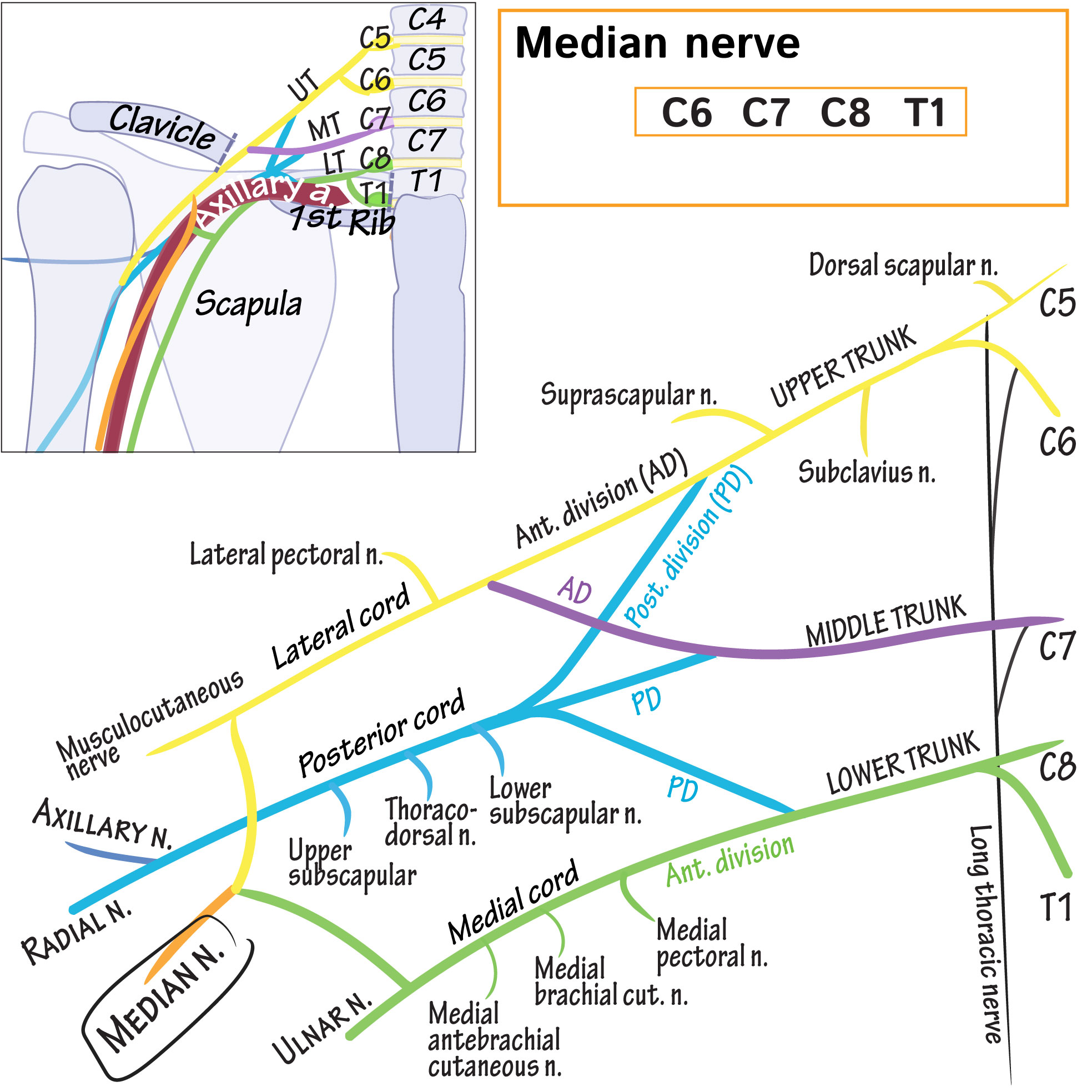 brachial plexus, median nerve