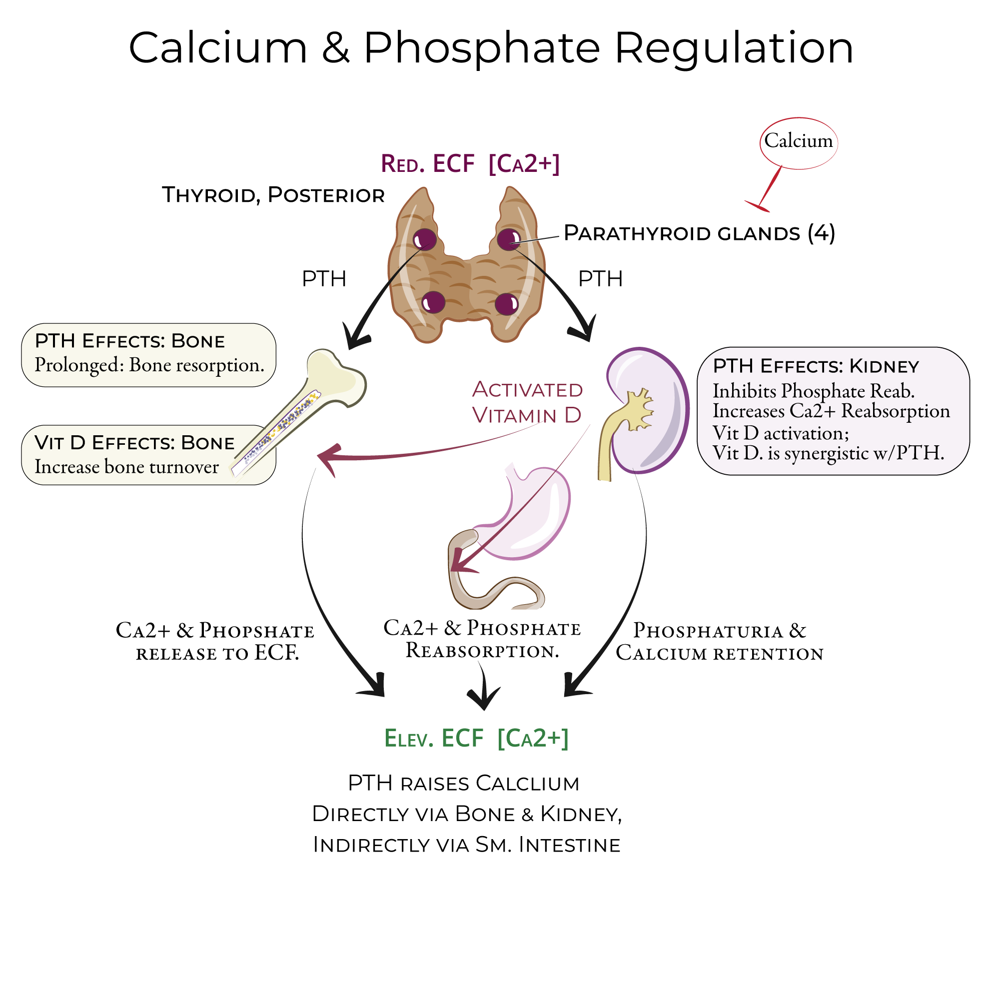 Calcium Homeostasis & Parathyroid Hormone