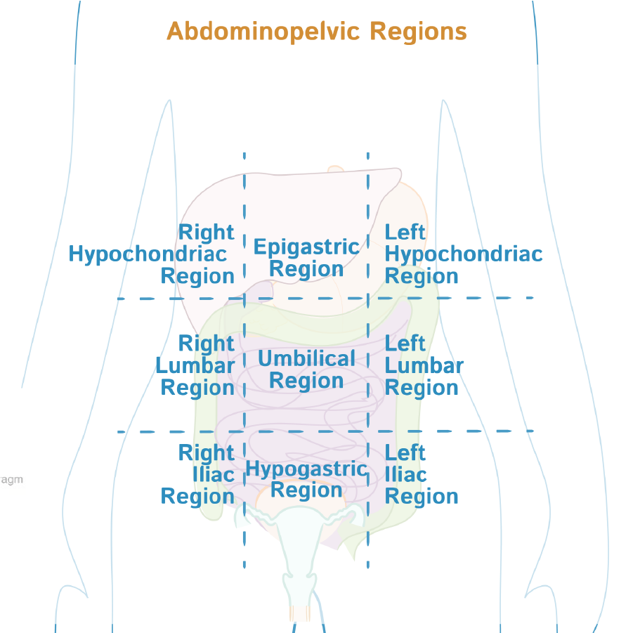 Abdominopelvic Regions