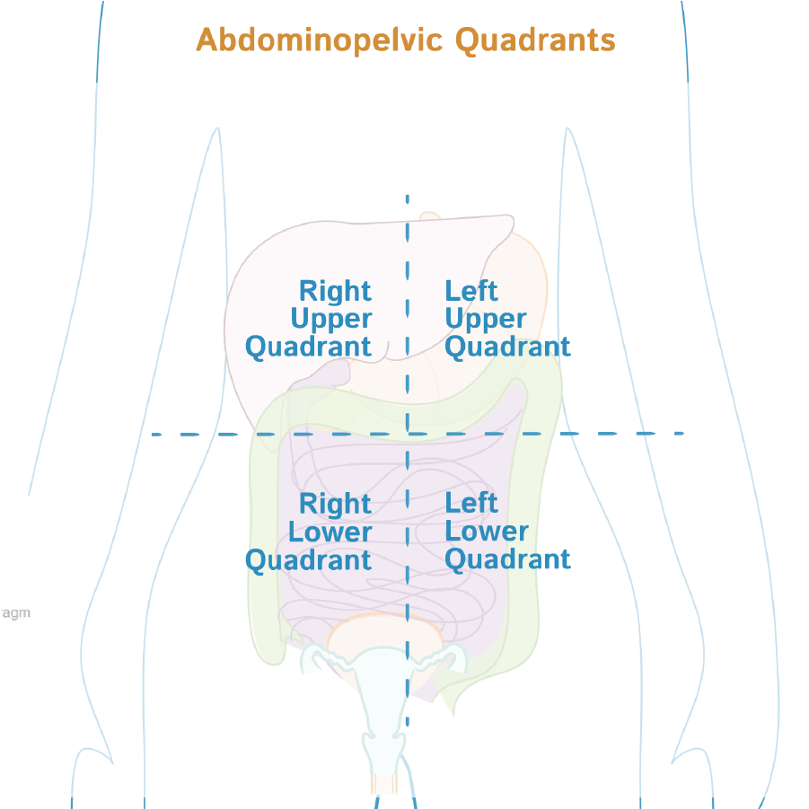 Abdominopelvic Quadrants
