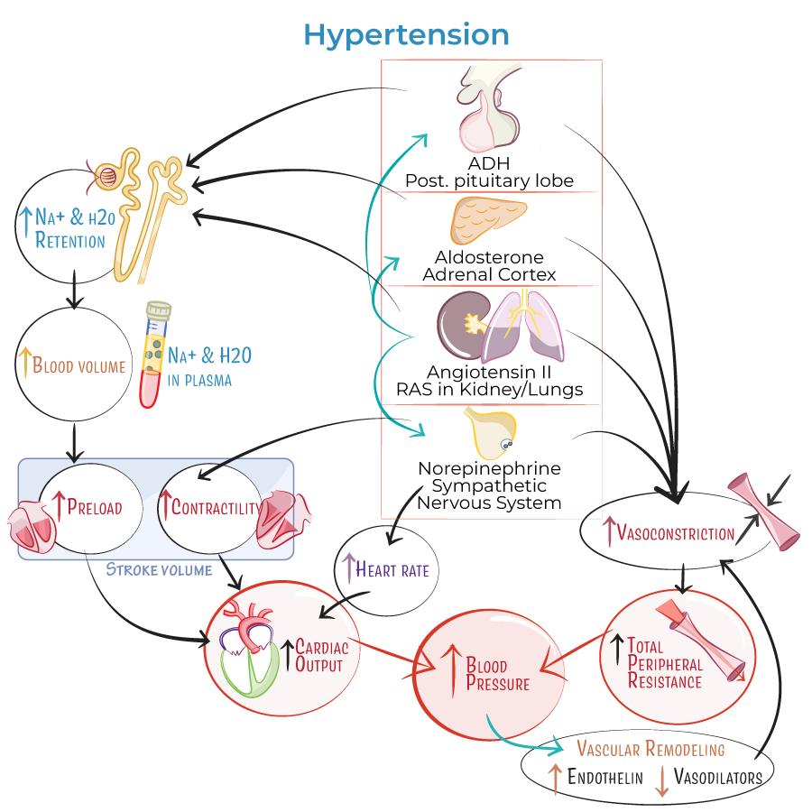 Hypertension Pathophysiology