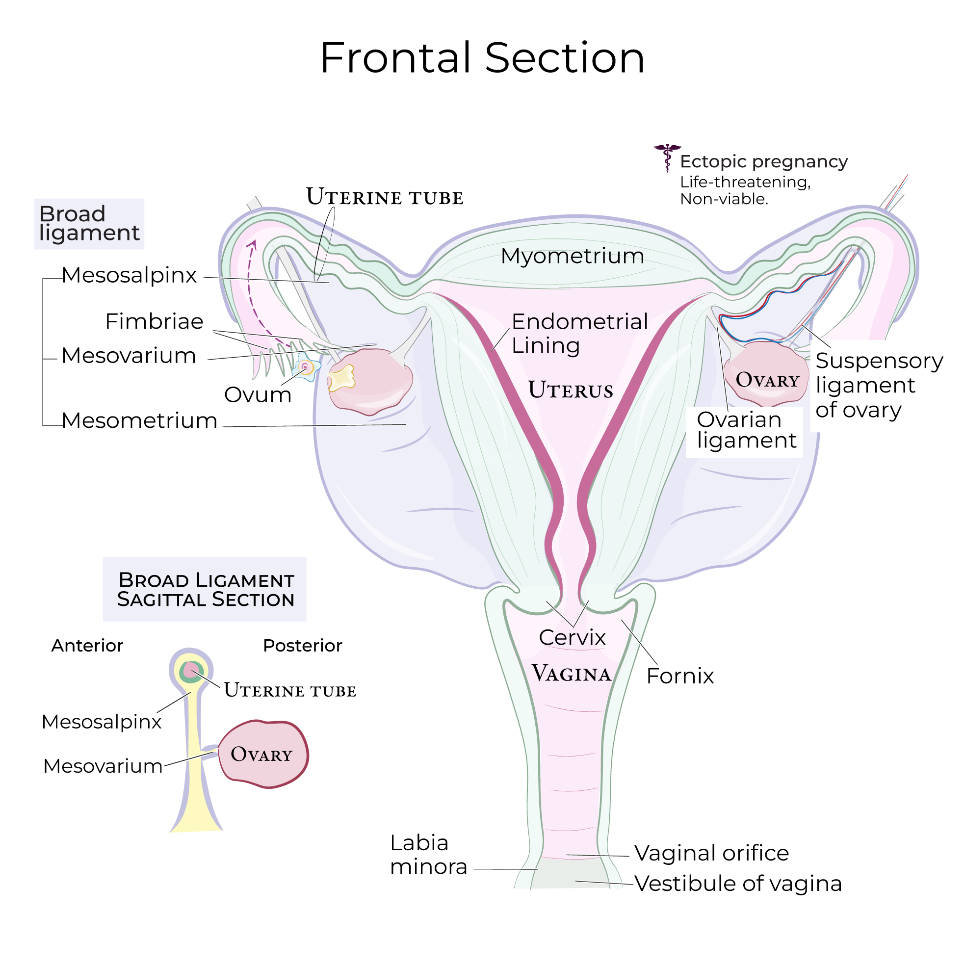 Ovaries, Uterine Tubes, Uterus, & Vagina broad ligament