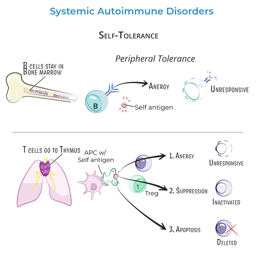 Systemic Autoimmune Disorder, self-tolerance
