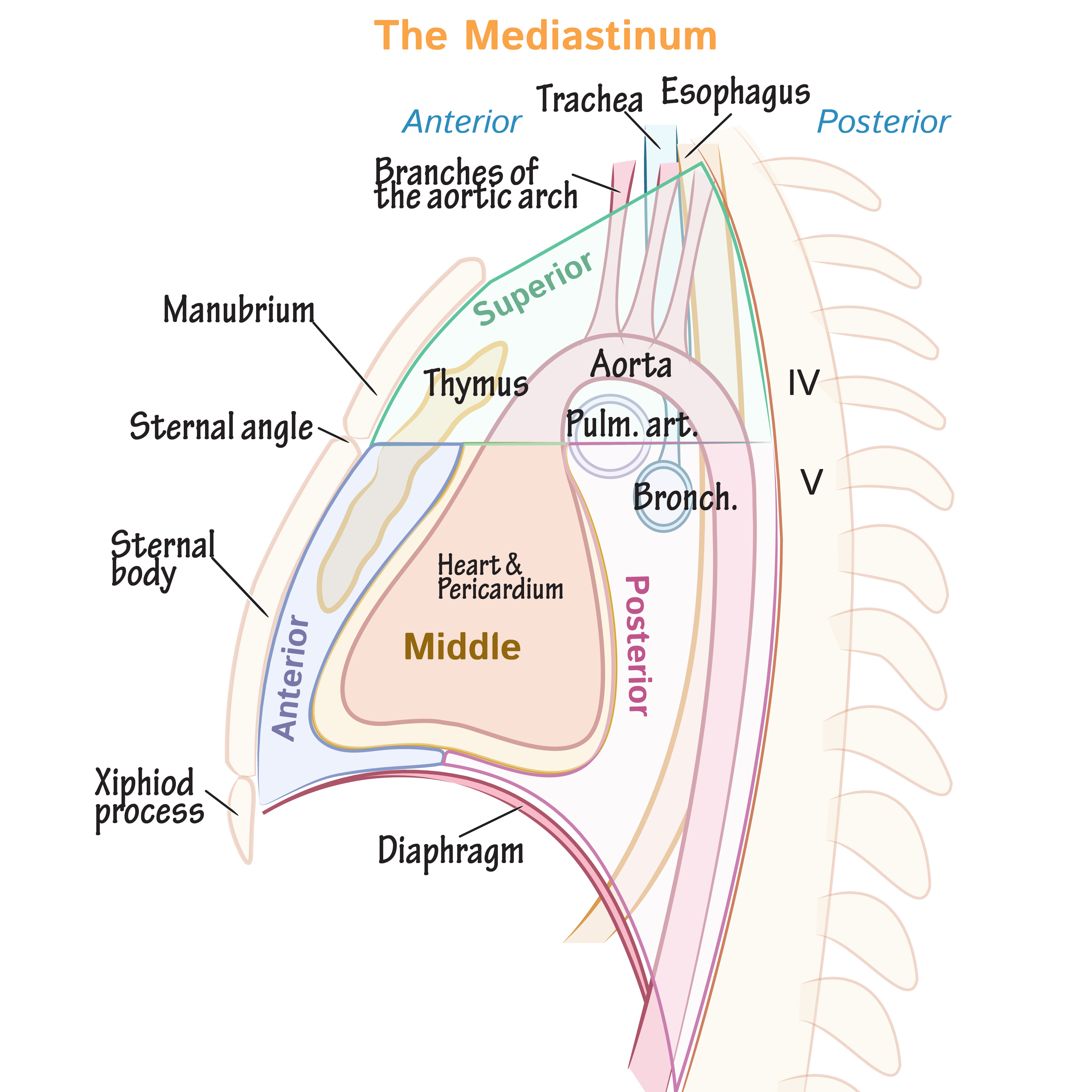 Mediastinum