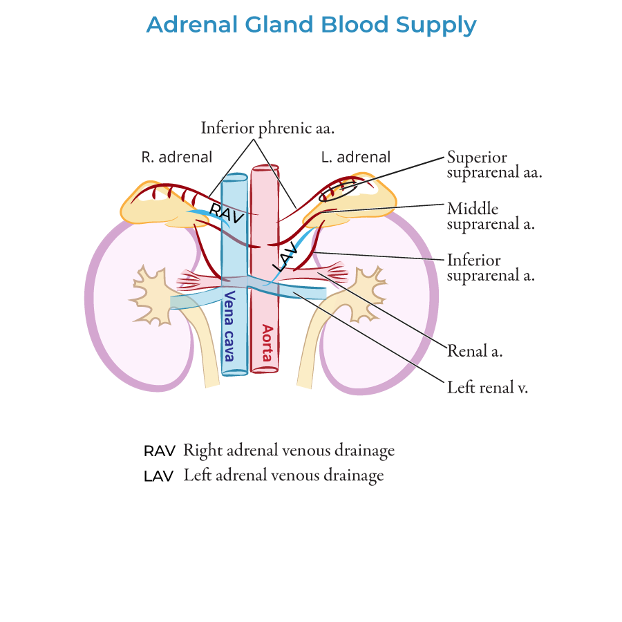 adrenal gland blood supply