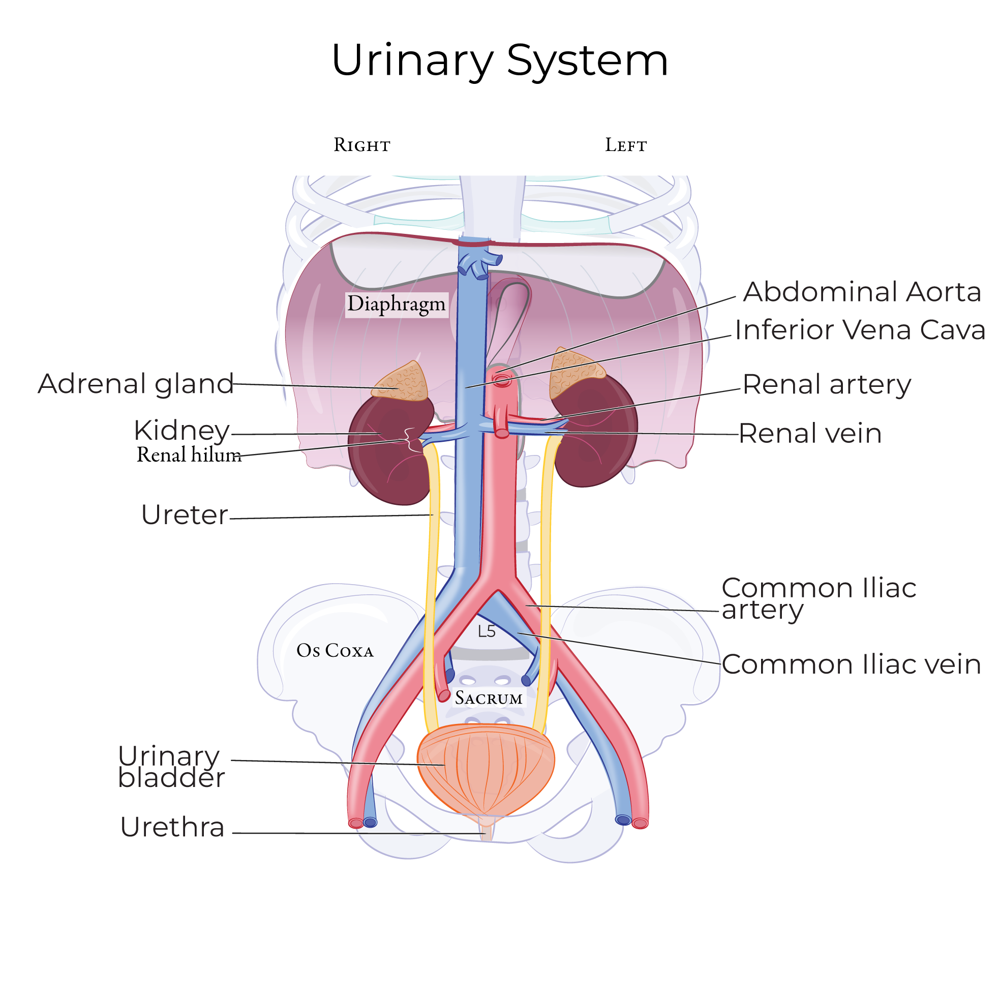 Urinary System Anatomy
