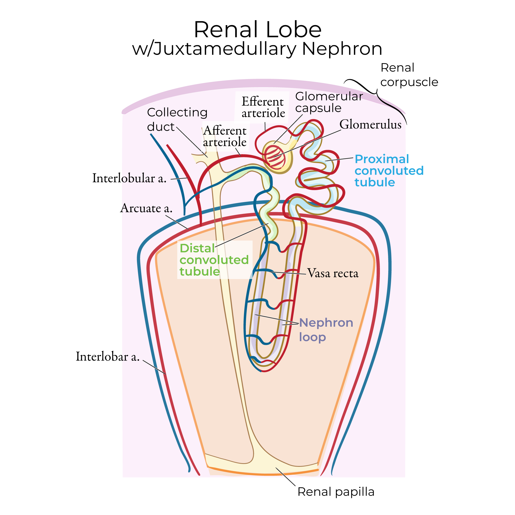 nephron Anatomy with Vascular Supply, segmental artery, renal artery, lobar artery, interlobar artery, 