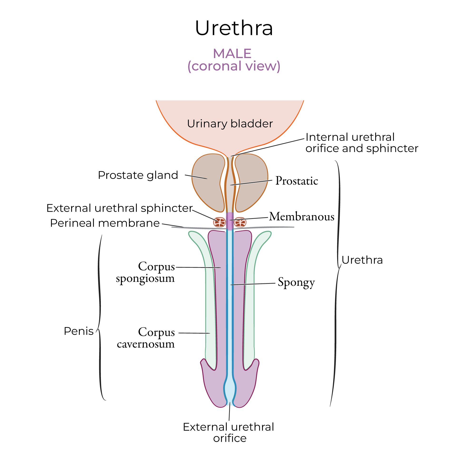 Urethra