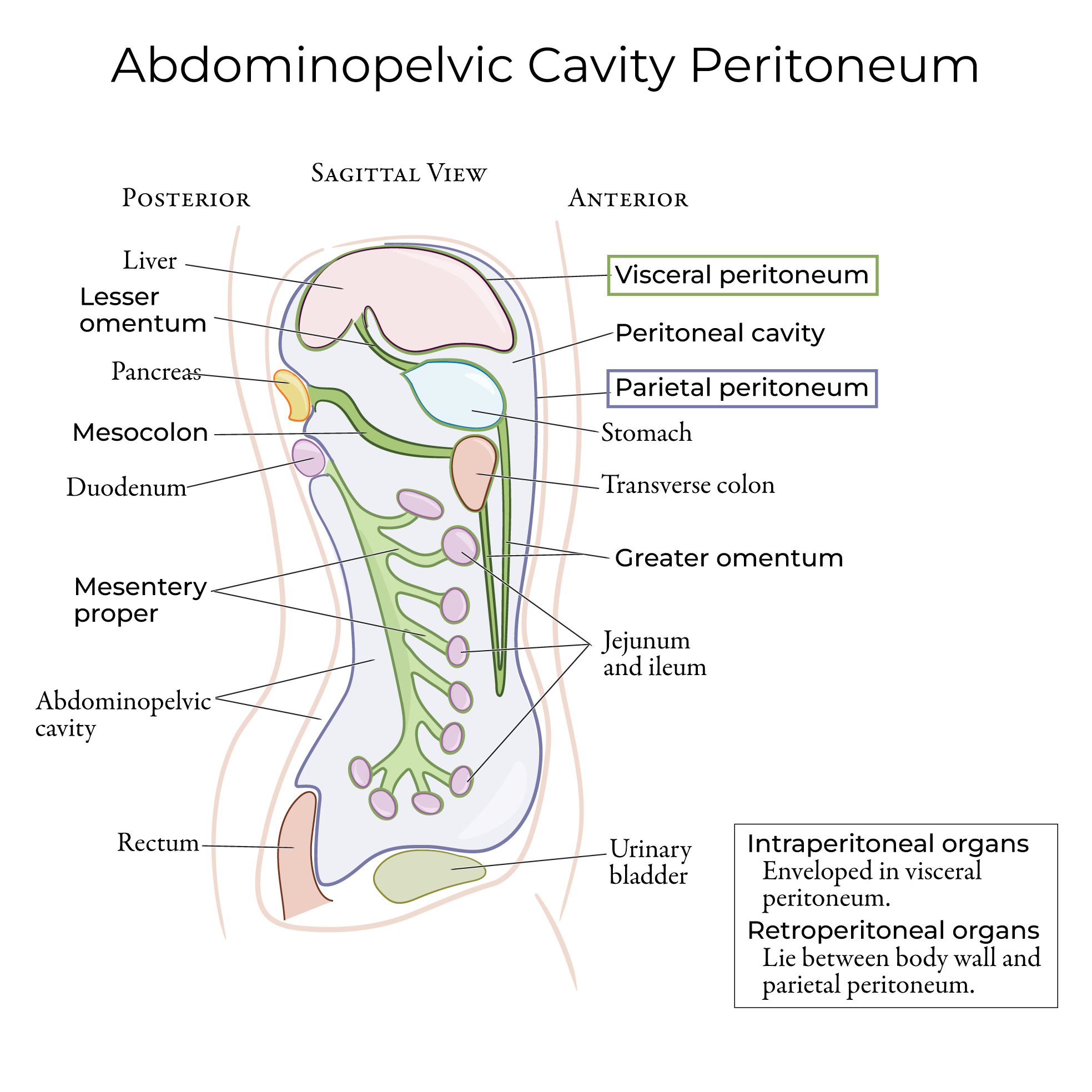 Peritoneal, visceral peritoneum, parietal peritoneum, retroperitoneal, intraperitoneal