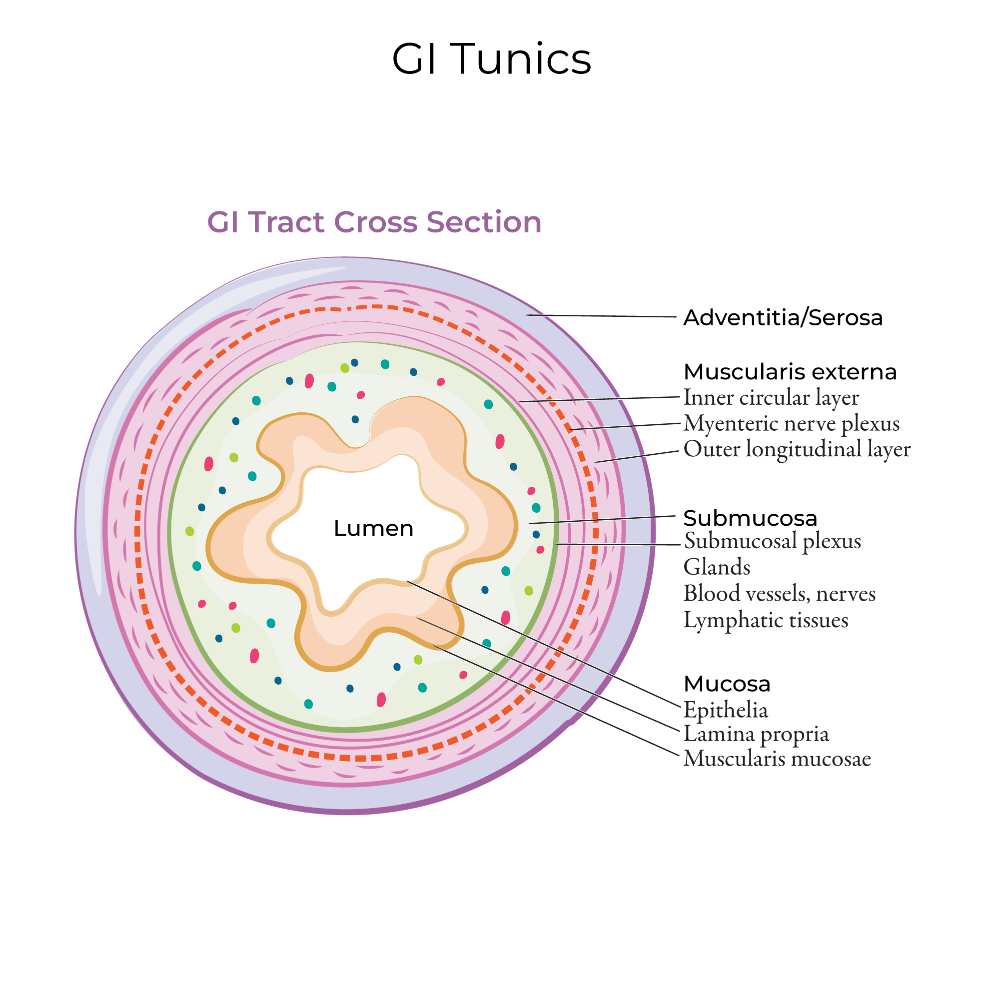Gastrointestinal Tract Tunics. Mucosa, Submucosa, Myenteric Plexus