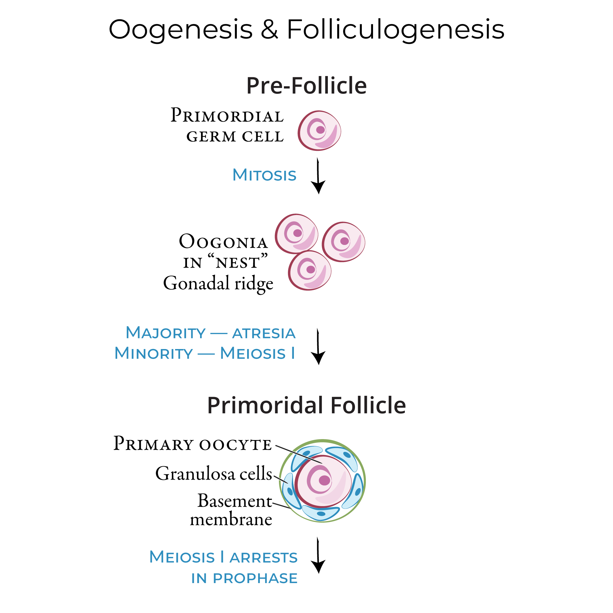 Pre-follciles, ovarian follicles, primordial follicle, primary oocyte