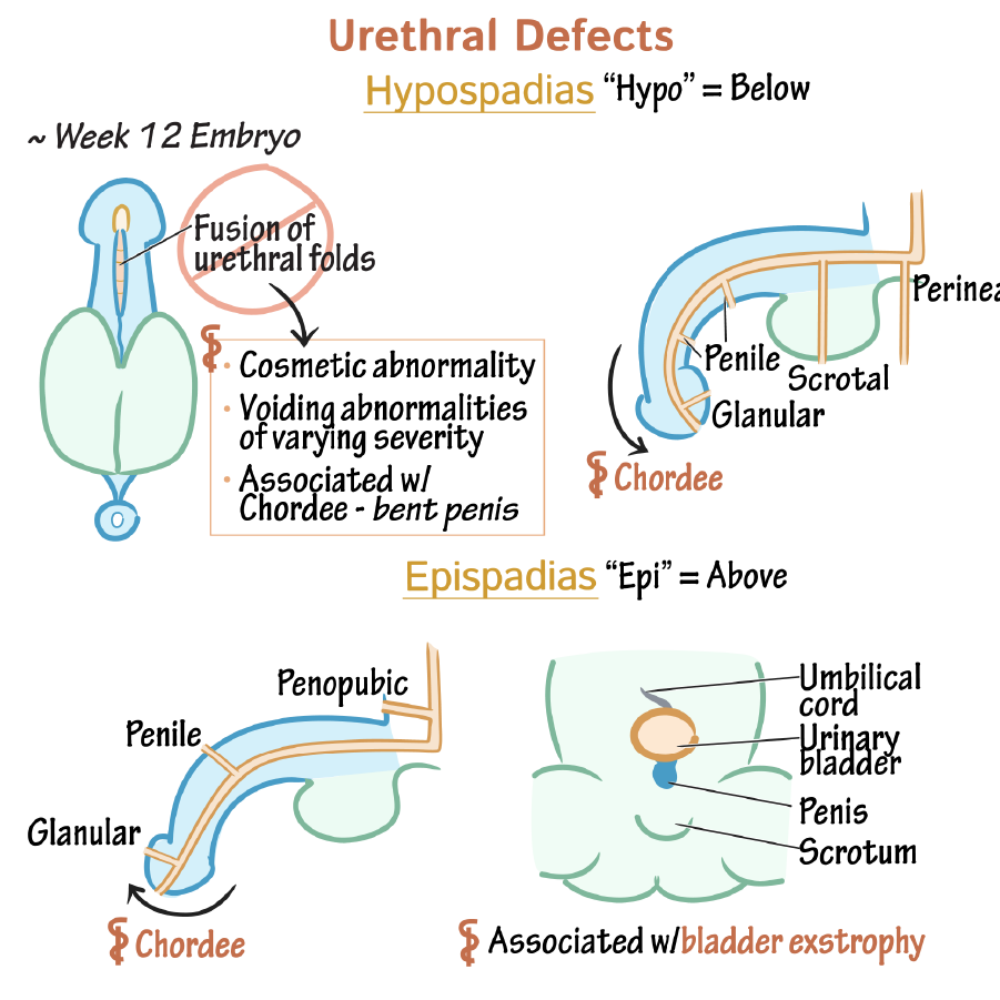 Congenital Urethral and Testes Anomalies