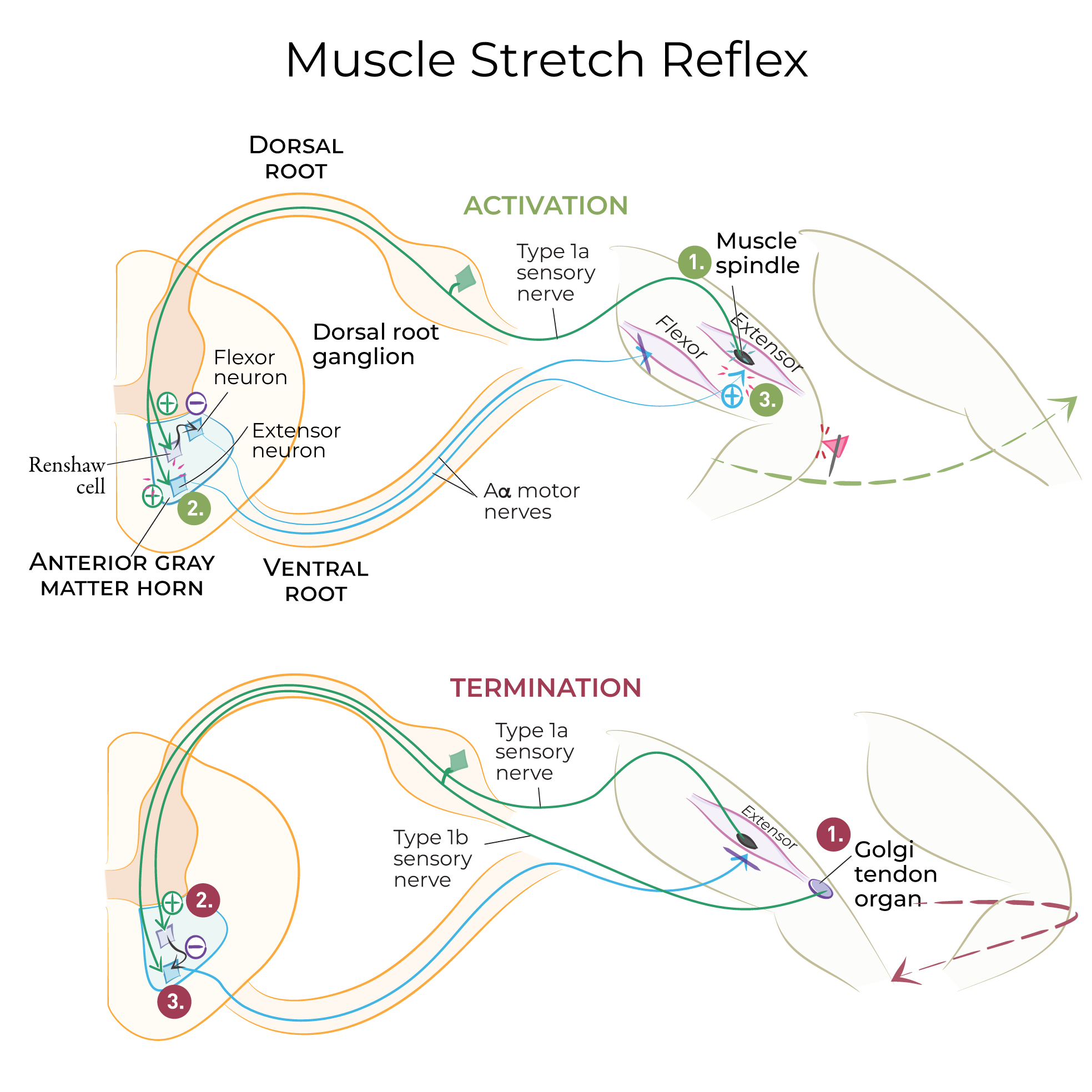 Muscle stretch reflex; flexor neuron, extensor neuron, muscle spindle
