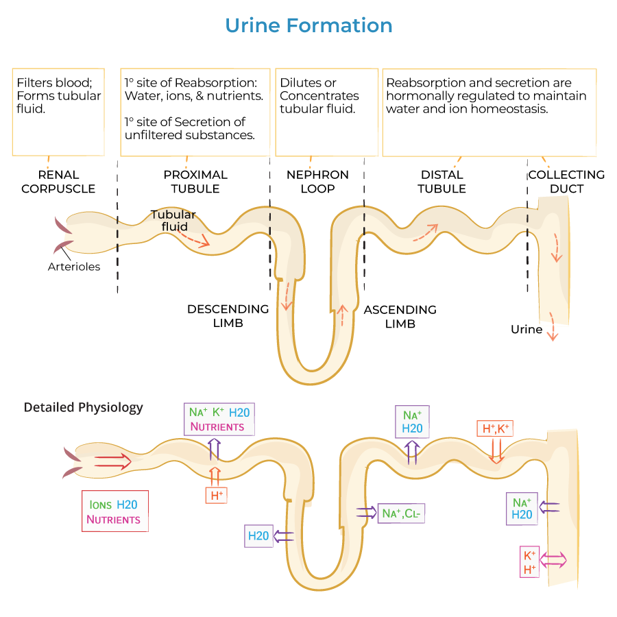 Urine Formation