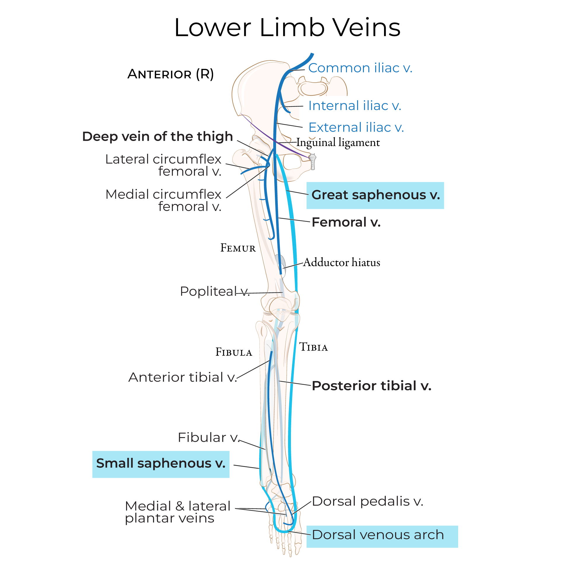 Veins of the leg, saphenous vein, femoral vein