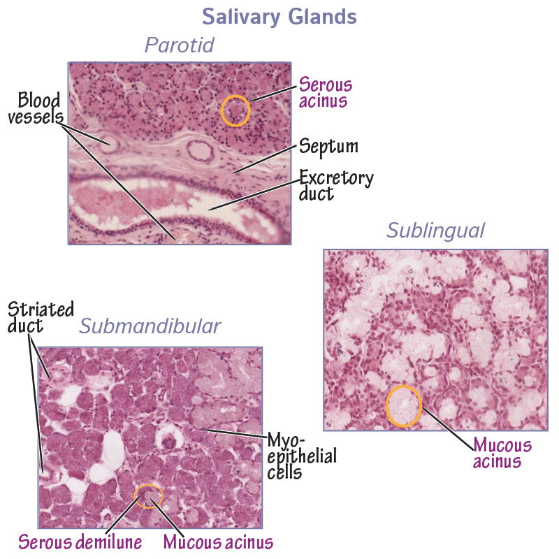 Histology of Salivary Glands. Parotid gland, sublingual gland, submandibular gland