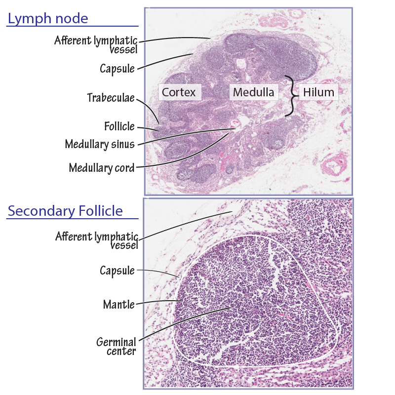 Lymph Node histology