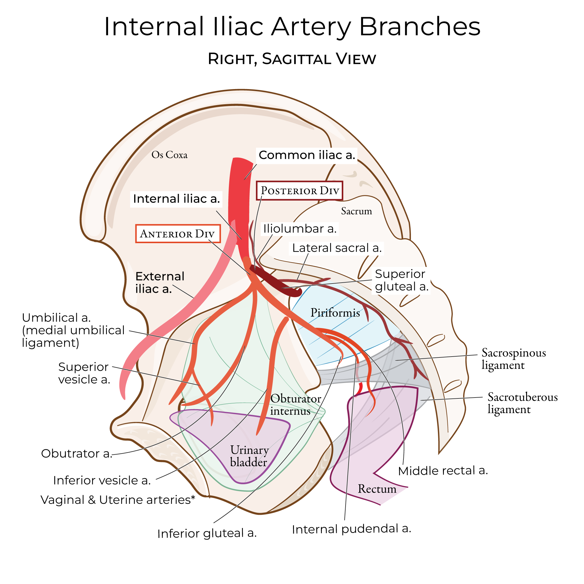 internal iliac artery