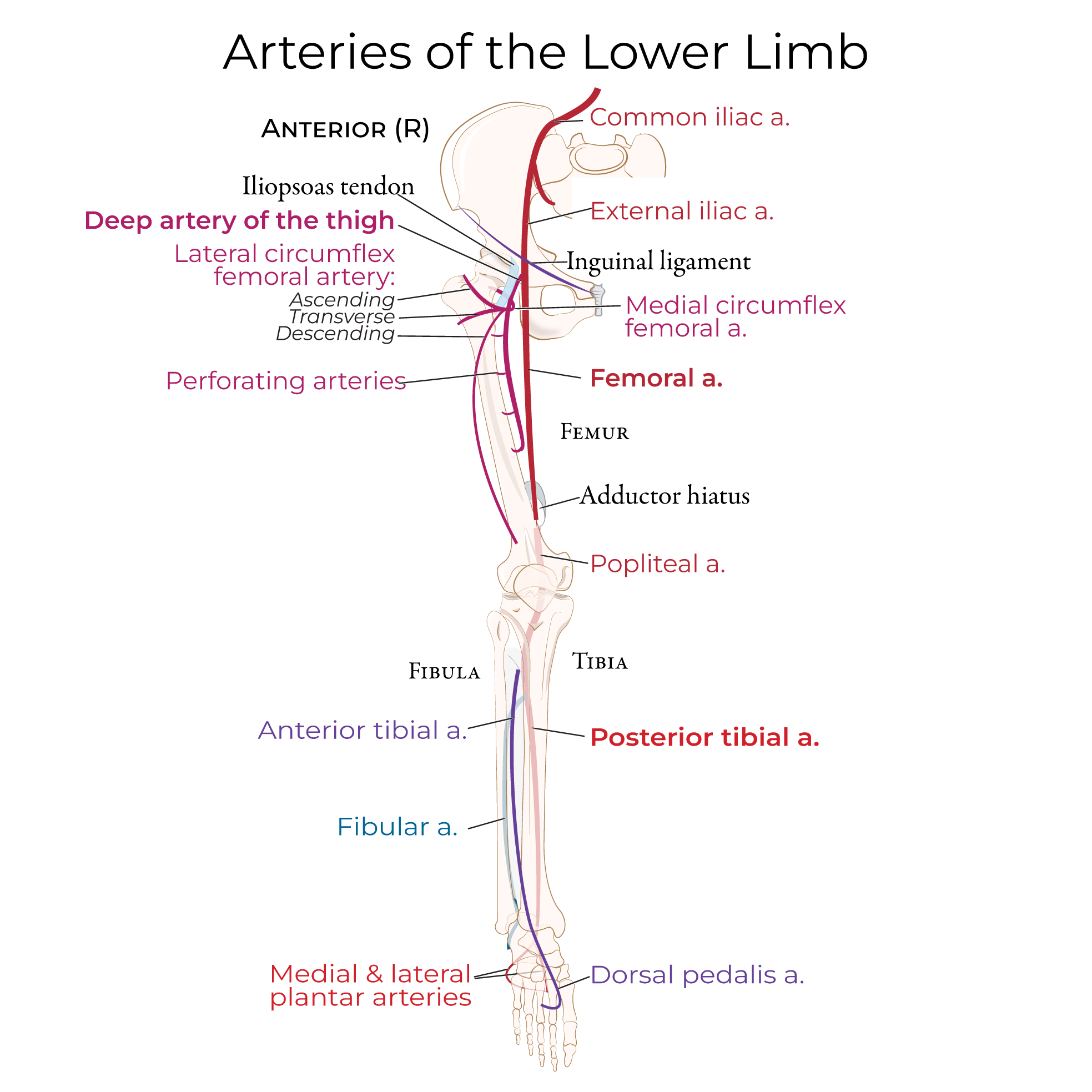 arteries of the lower extremity