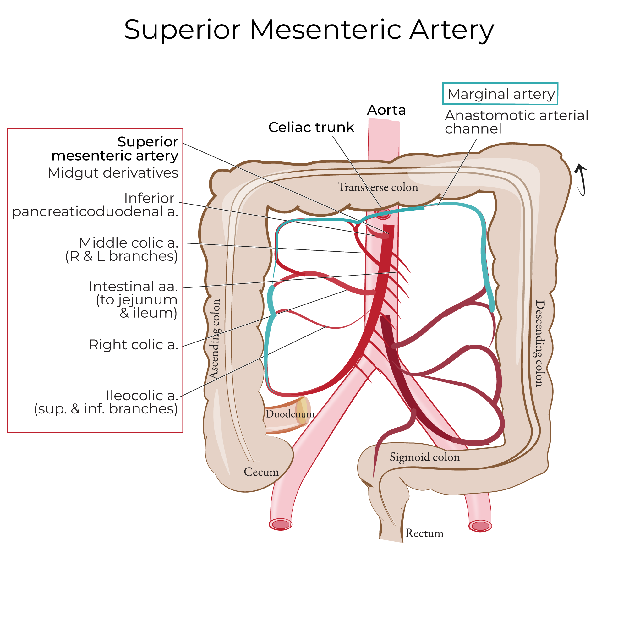 Superior Mesenteric Artery