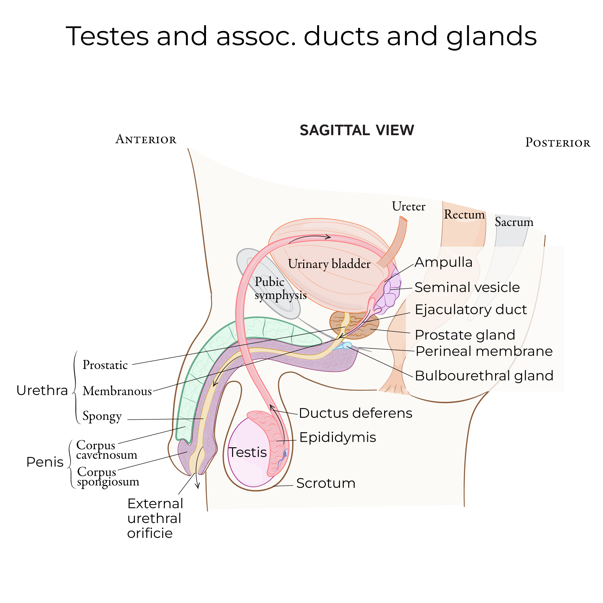 Penis, testes, and associated ducts, vas deferens, ductus deferens, prostate, seminiferous vesicle