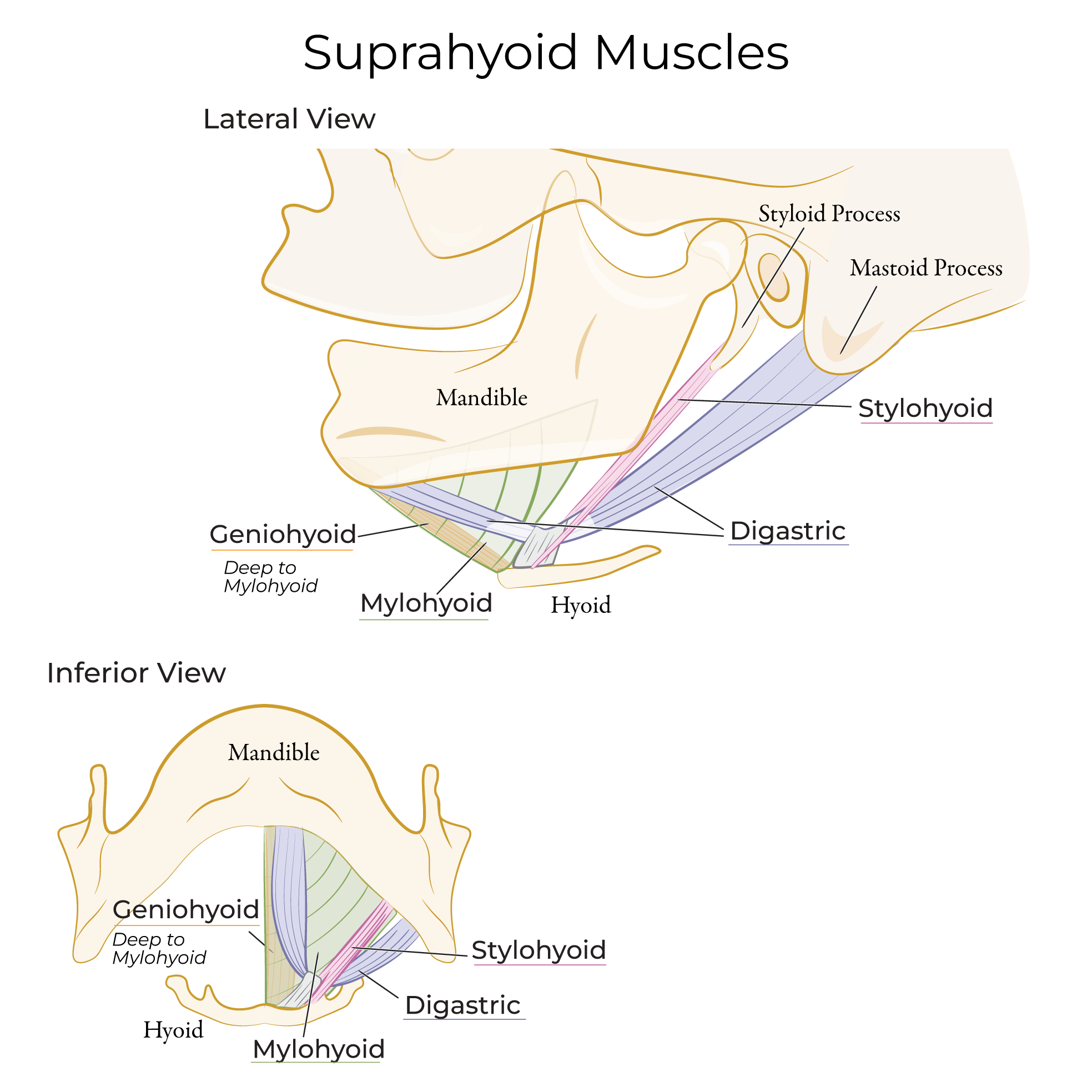 Neck - Suprahyoid Muscles, mylohyoid, diagastric, stylohyoid, 