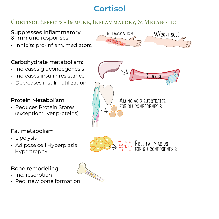 Cortisol Physiology & Cushing's Syndrome