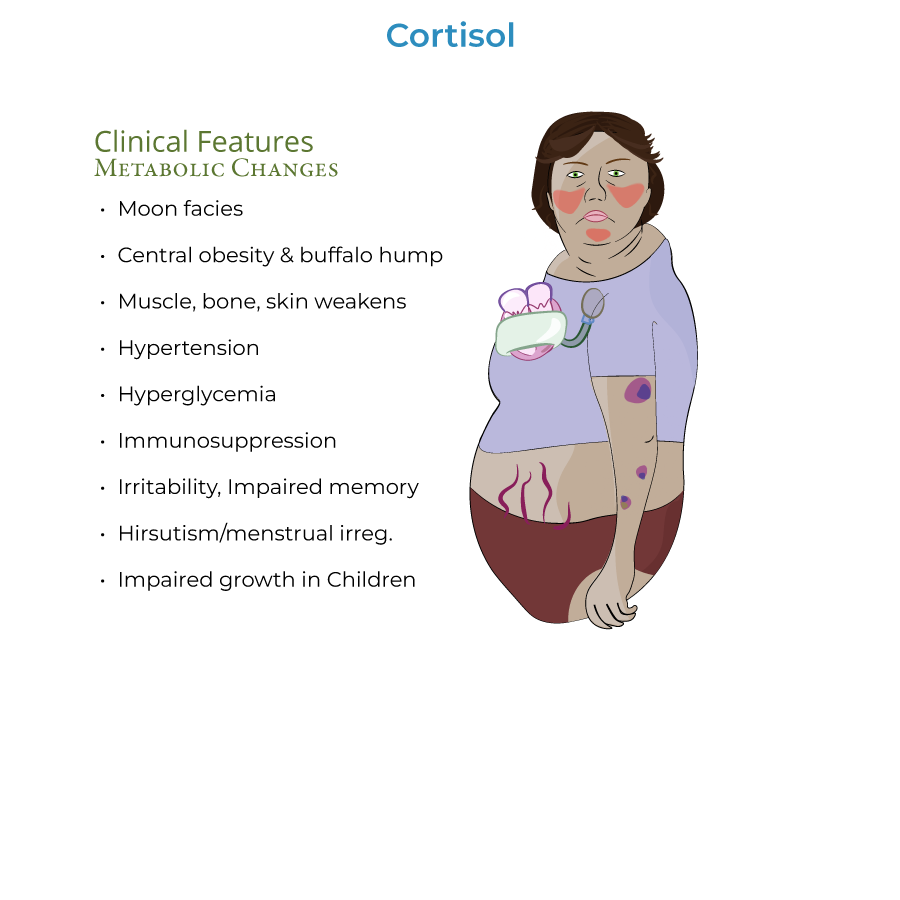 Cortisol Physiology & Cushing's Syndrome