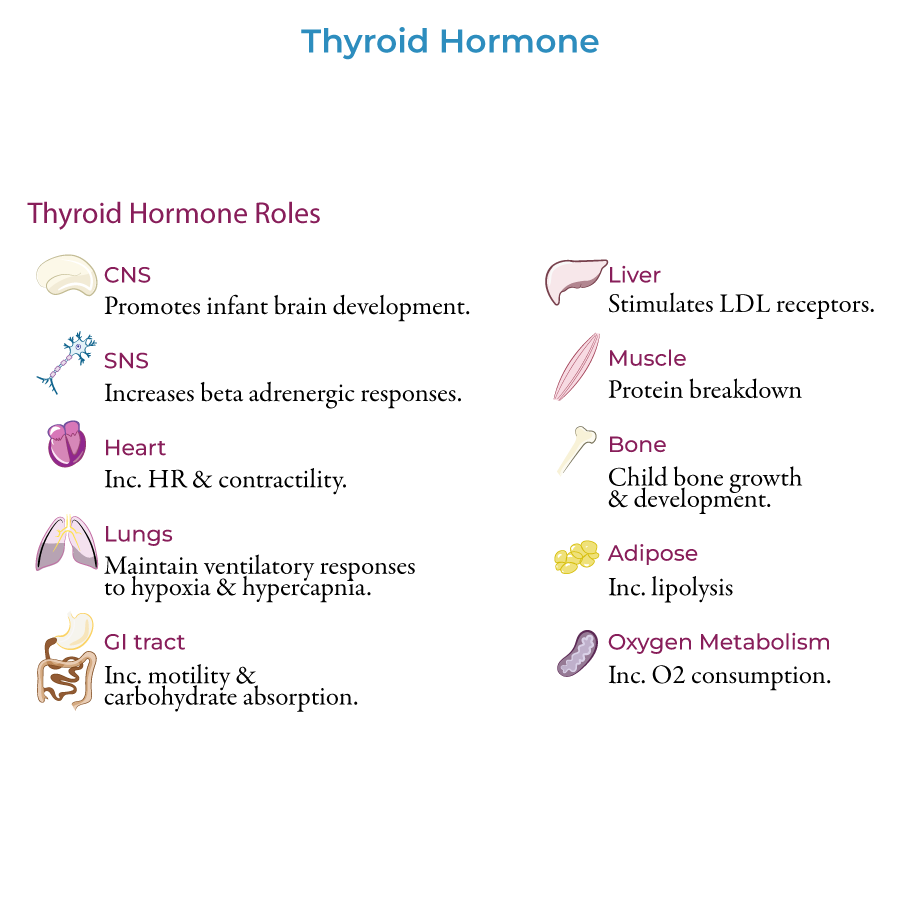 Thyroid Gland - Pathophysiology