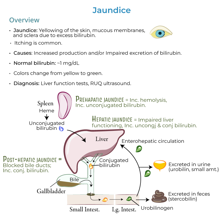 Jaundice pathophysiology