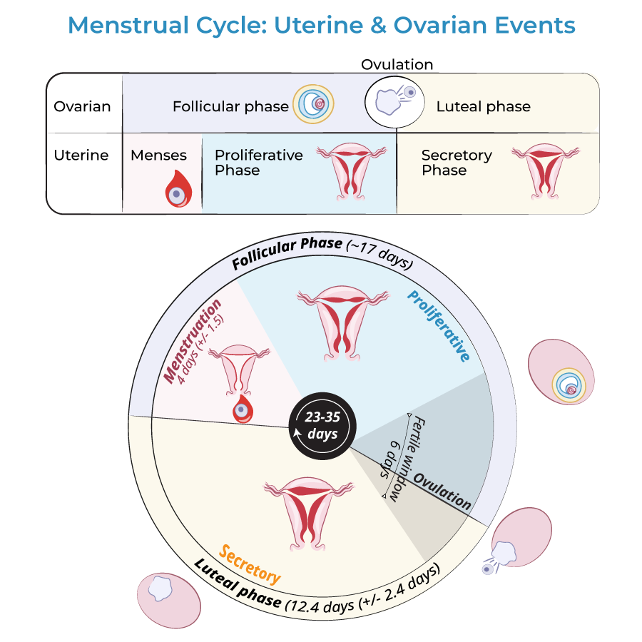Menstrual Cycles: Normal Variability and Clinical Terms
