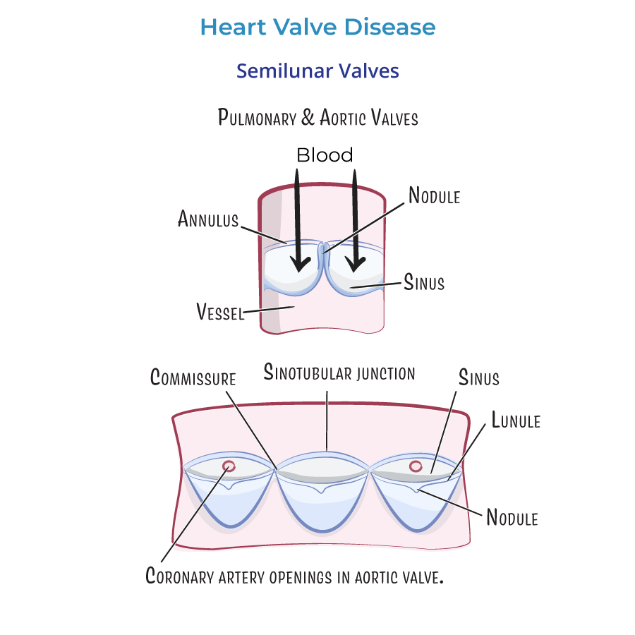 semilunar valves