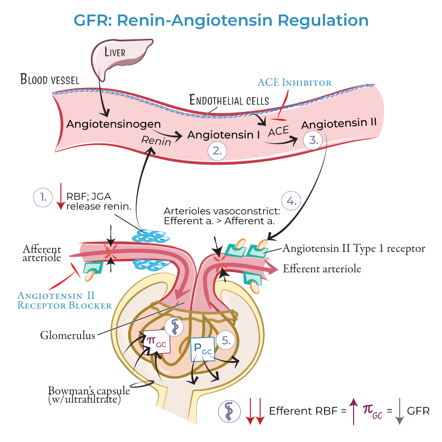 Extrinsic GFR Regulation: Renin Angiotensin System