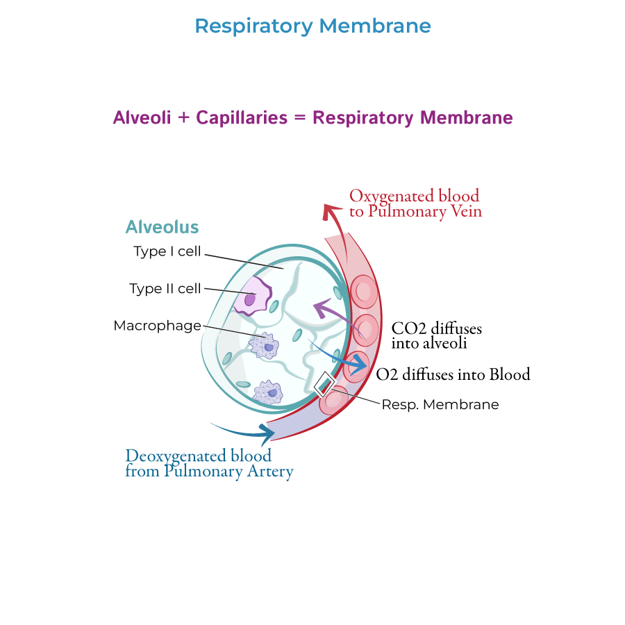 respiratory membrane, alveoli, gas exchange