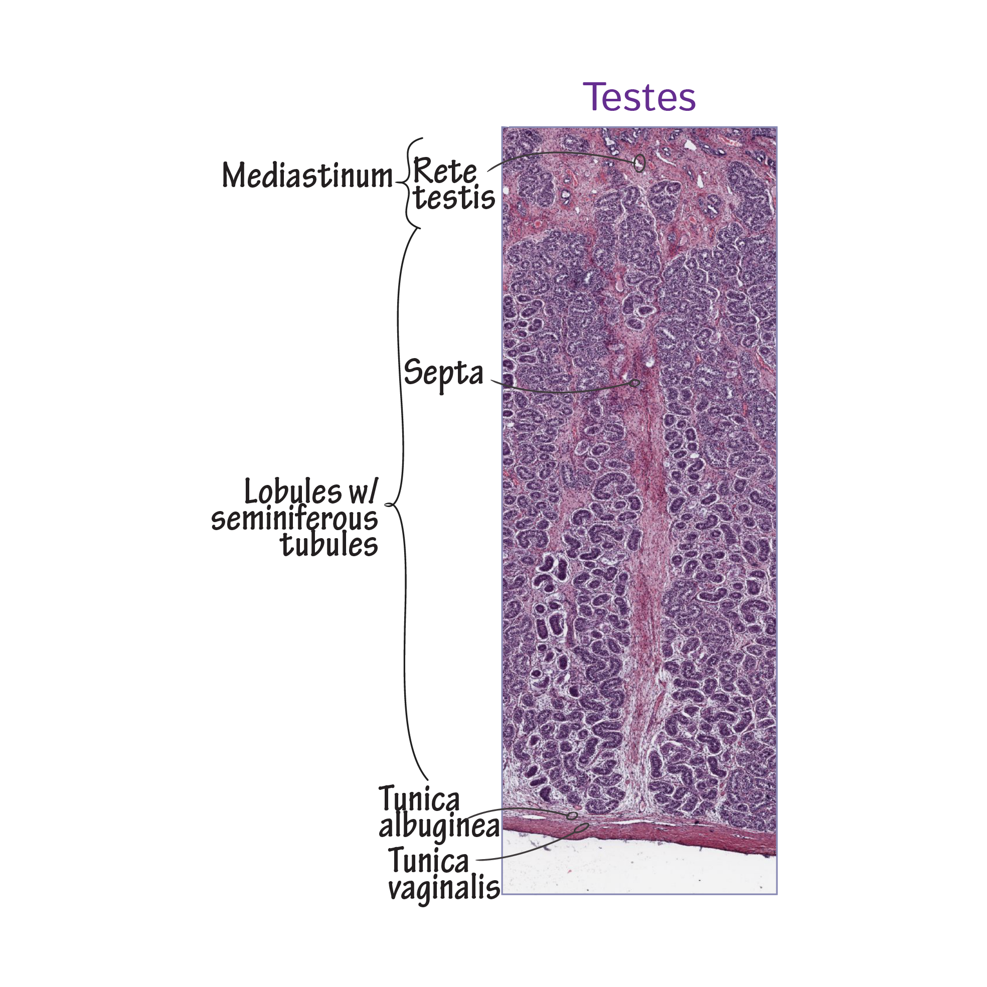 testicular histology